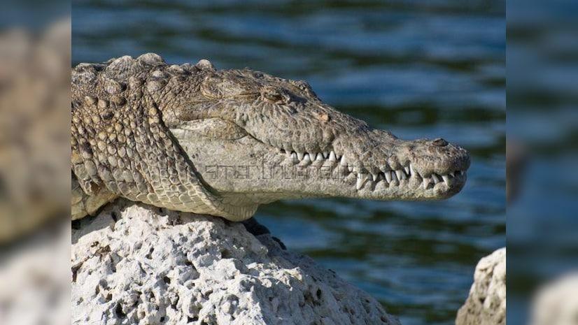 24 crocodiles saved in Vadodara's housing zones during Gujarat's downpour